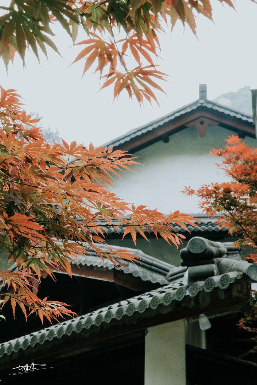 逃离野丛之森